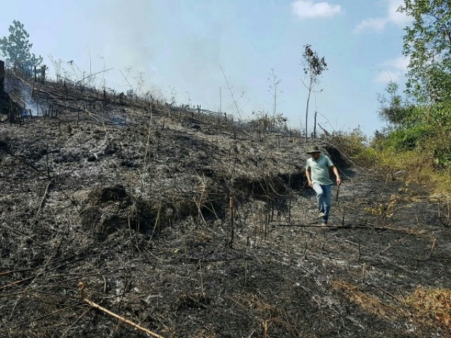 Đắk Lắk: Công an điều tra vụ chặt phá hàng nghìn cây cao su