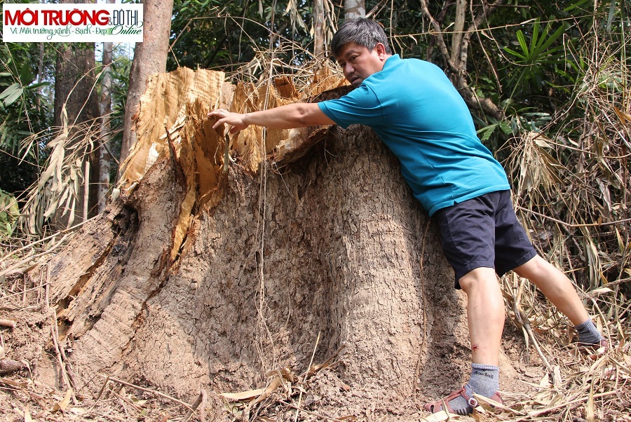 Cận cảnh rừng lim nguyên sinh trăm tuổi ở Quảng Nam bị 'sát hại dưới bàn tay lâm tặc'
