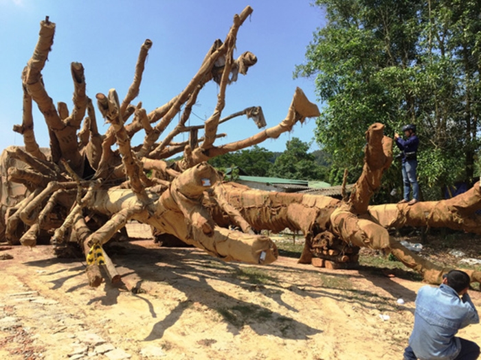 Cận cảnh 3 cây 'quái thú' bị CSGT Thừa Thiên- Huế bắt giữ