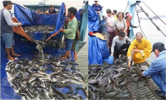 Đồng Tháp: Nhiều đoàn từ thiện thả hơn 1,2 tấn cá ra tự nhiên