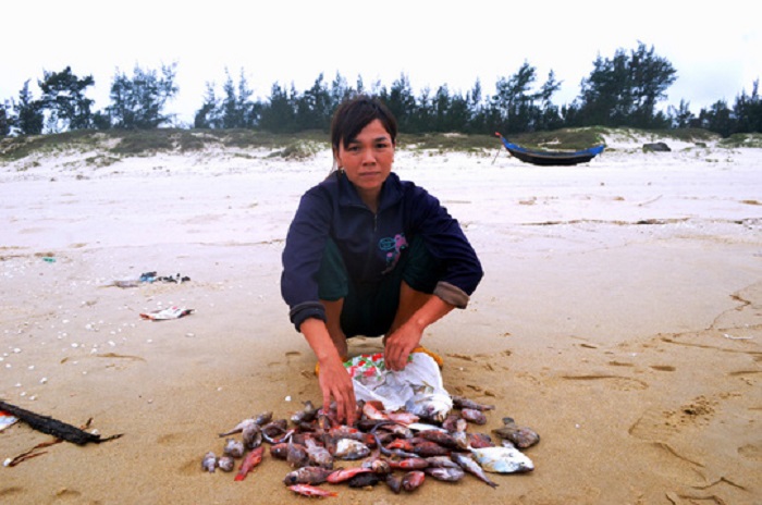 Xác định nguyên nhân cá chết trắng trên vờ biển Quảng Trị