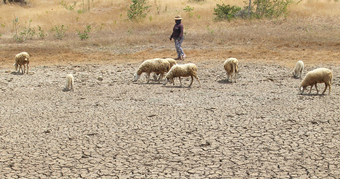 Khô hạn đầu mùa, cừu Ninh Thuận đã chết hàng loạt
