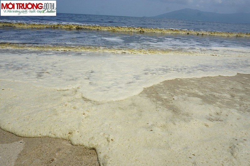 Phát hiện tảo giáp trong nước biển đổi màu bất thường ở Đà Nẵng