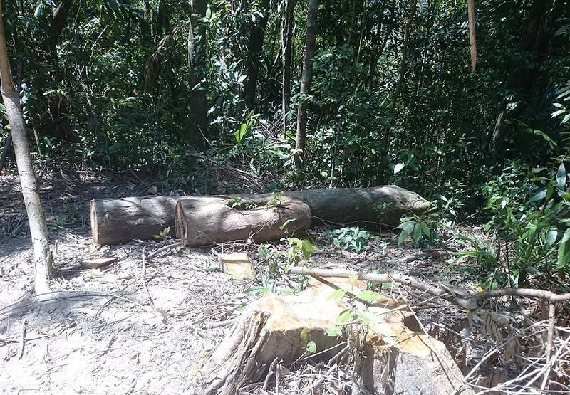 Thừa Thiên Huế: Gian nan công tác bảo vệ rừng tại Phong Điền