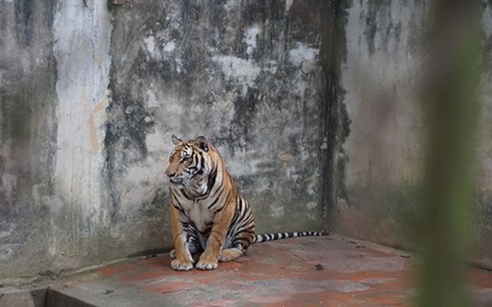 Ông trùm buôn động vật hoang dã dưới vỏ bọc chủ cơ sở bảo tồn hổ