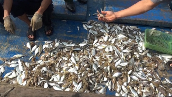 Cá chết ở bờ biển Quảng Trị: Không phát hiện độc tố bất thường