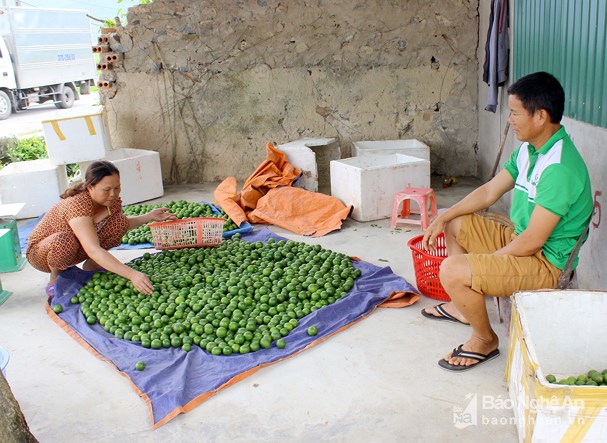 Nghệ An: Chanh tăng giá kỷ lục nhưng người trồng không vui