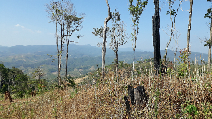 Thanh tra vụ mất 240 ha rừng trồng tại Gia Lai