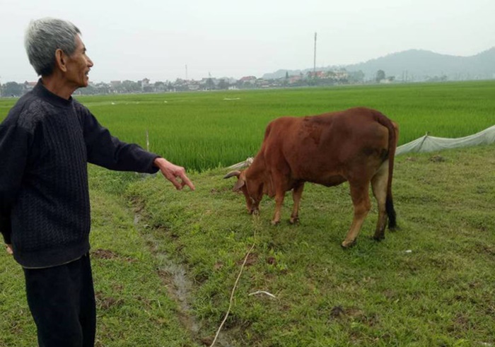Vụ chăn trâu bò phải đóng phí đồng cỏ: Hoàn trả tiền cho dân