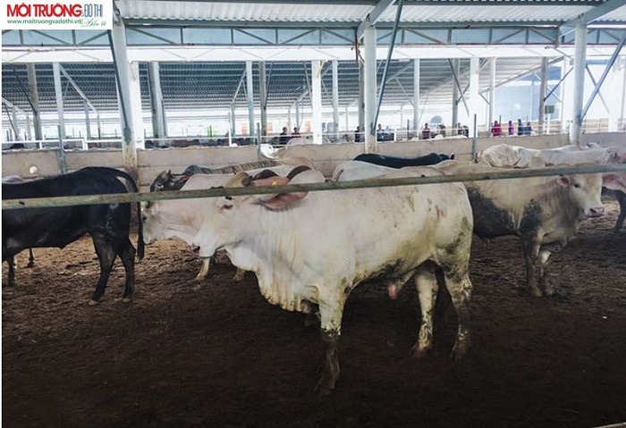 Trang trại trâu, bò gây nhiễm ở Quảng Bình bị phạt 70 triệu đồng