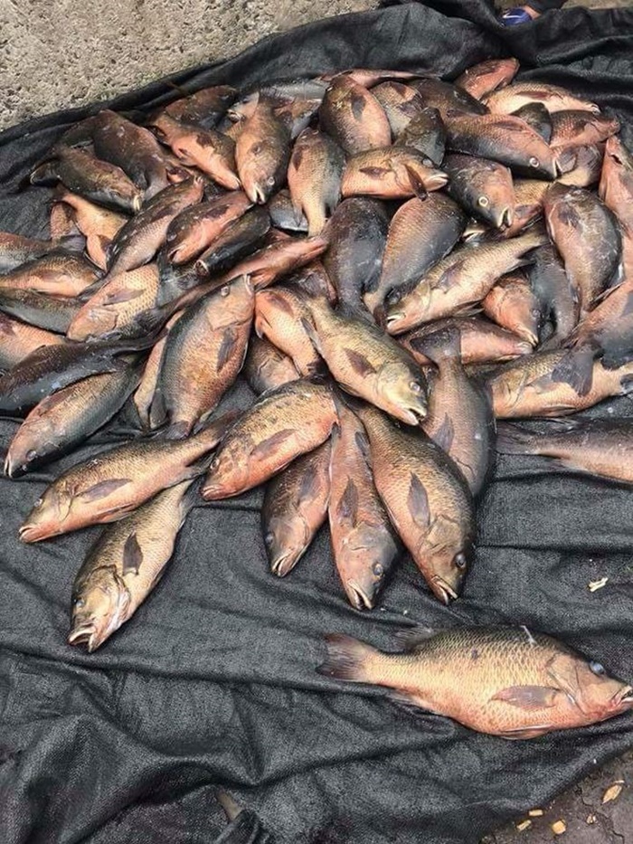 Cá chết bất thường tại cảng Vũng Áng có thể do thiếu oxy