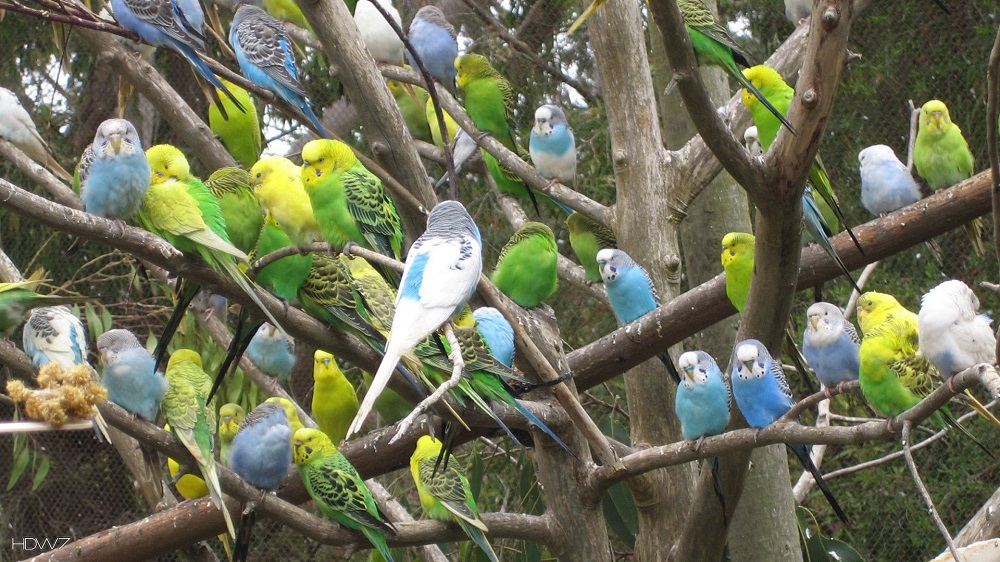 Dịp 30/4-1/5, du khách có thể ngắm vườn chim độc đáo ở FLC Vĩnh Phúc