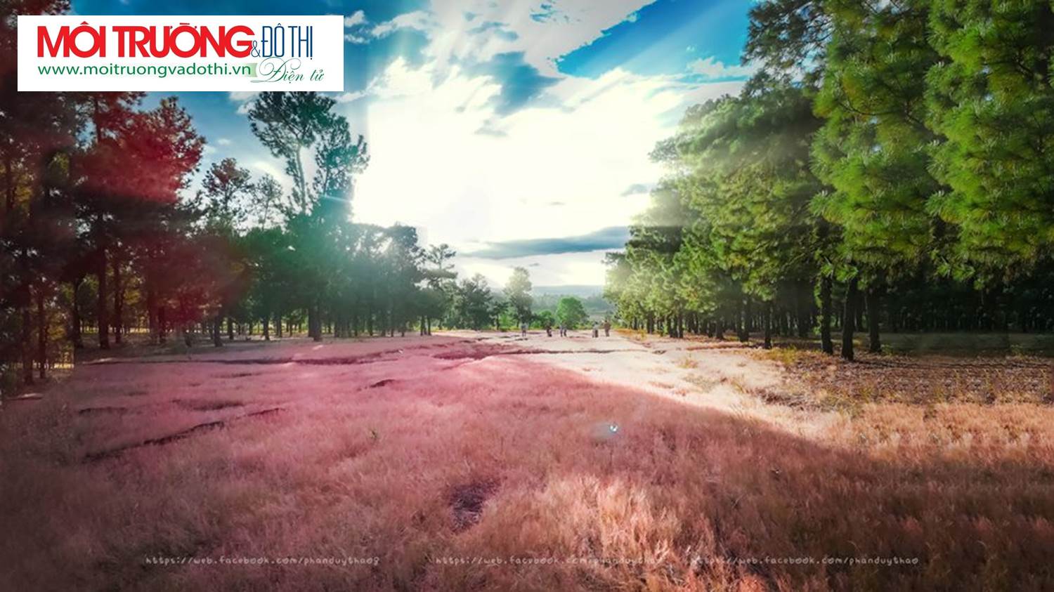 Gia Lai: Đồi thông với thảm cỏ hồng tuyệt đẹp