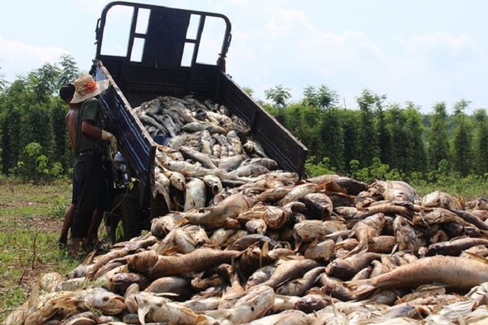 Truy tìm nguyên nhân cá chết bất thường ở Bình Phước