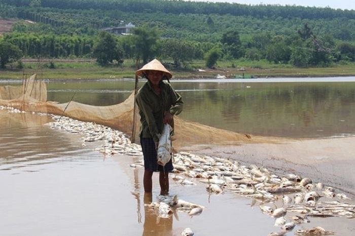 Hé lộ nguyên nhân hàng chục tấn cá chết bất thường ở Bình Phước