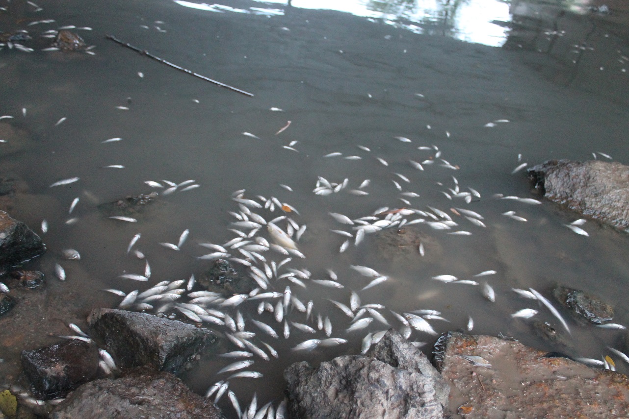 Tìm nguyên nhân cá chết nổi trắng trên sông Bàu Giang