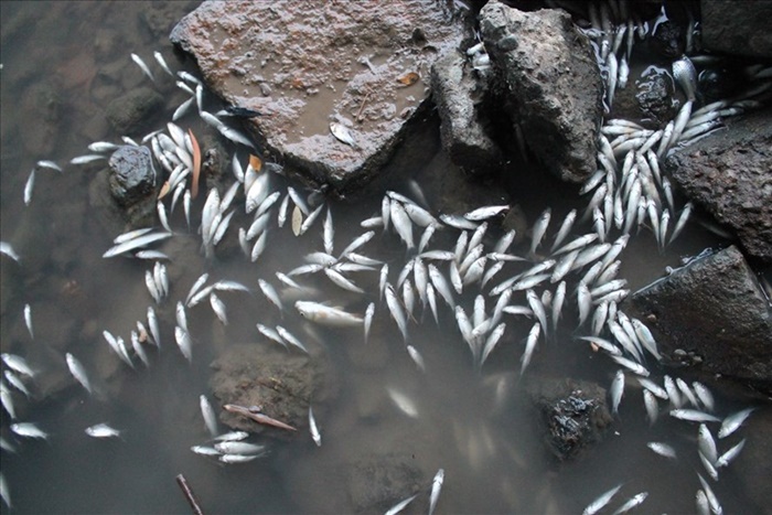 Cá chết nổi trắng mặt nước trên sông Bầu Giang