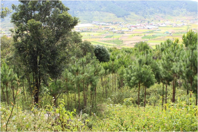 Lâm Đồng: Bị áp đặt phi lý, một chủ rừng gửi đơn kêu cứu (Kỳ 1)