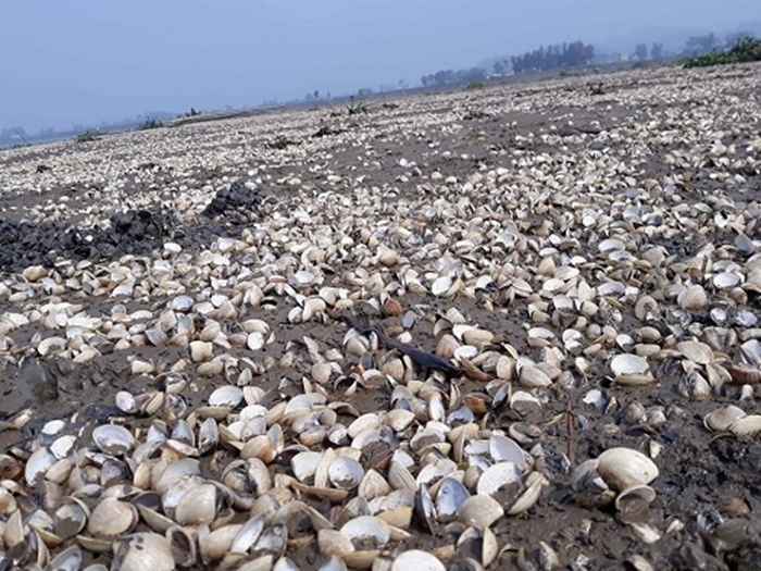 Thanh Hóa: Hơn 90 tấn ngao chết trắng do tảo nở hoa