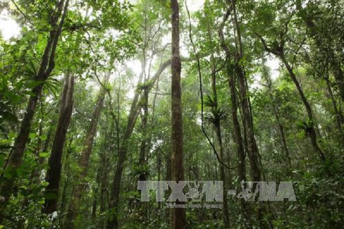 Thu dịch vụ môi trường rừng tăng gần 70%