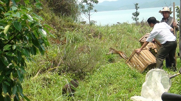 Tin MT ngày 11/5: Quảng Ninh thả nhiều cá thể rắn và khỉ về tự nhiên