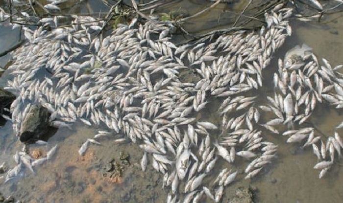 Quảng Ngãi: Cơ sở chế biến sắn khiến cá chết trắng sông