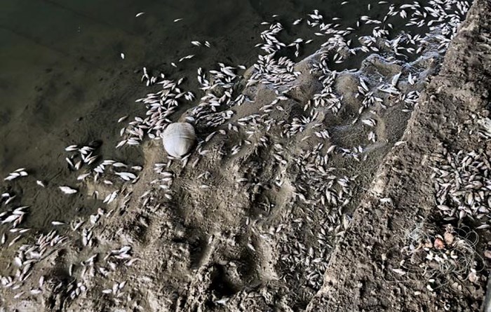 Không tìm ra thủ phạm khiến cá chết hàng loạt trên sông Bàu Giang