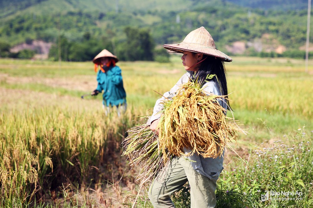 Nông dân miền núi tất bật vào mùa gặt lúa