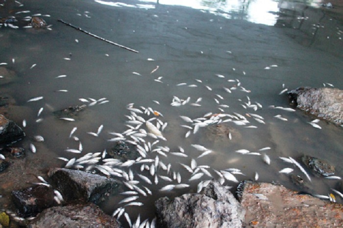 Công bố nguyên nhân gây cá chết ở Quảng Ngãi: Hòa cả làng!