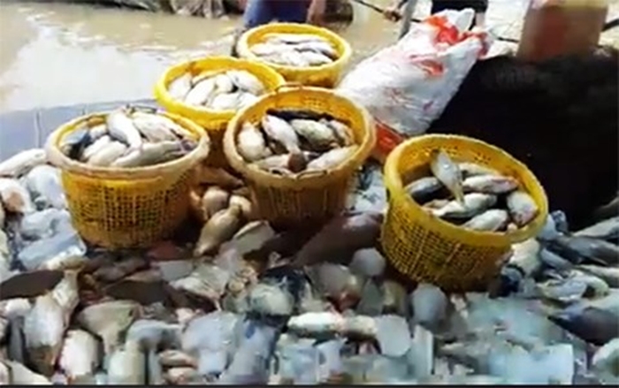 Đồng Nai: Hàng trăm tấn cá chết nổi trắng mặt nước