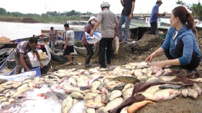 Tìm nguyên nhân khiến 100 tấn cá chết bất thường trên sông La Ngà