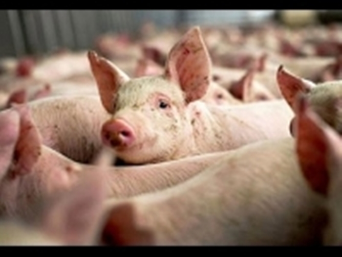 Giá lợn tăng mạnh: Liệu có bền vững?