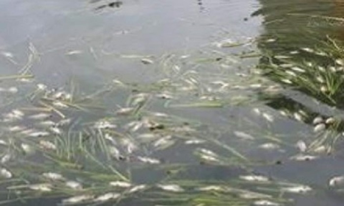 Cá chết hàng loạt ở Kon Tum là do vi khuẩn và nước bị ô nhiễm