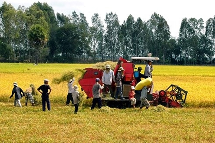 Người dân Thanh Hóa thức đêm thu hoạch lúa để tránh nắng