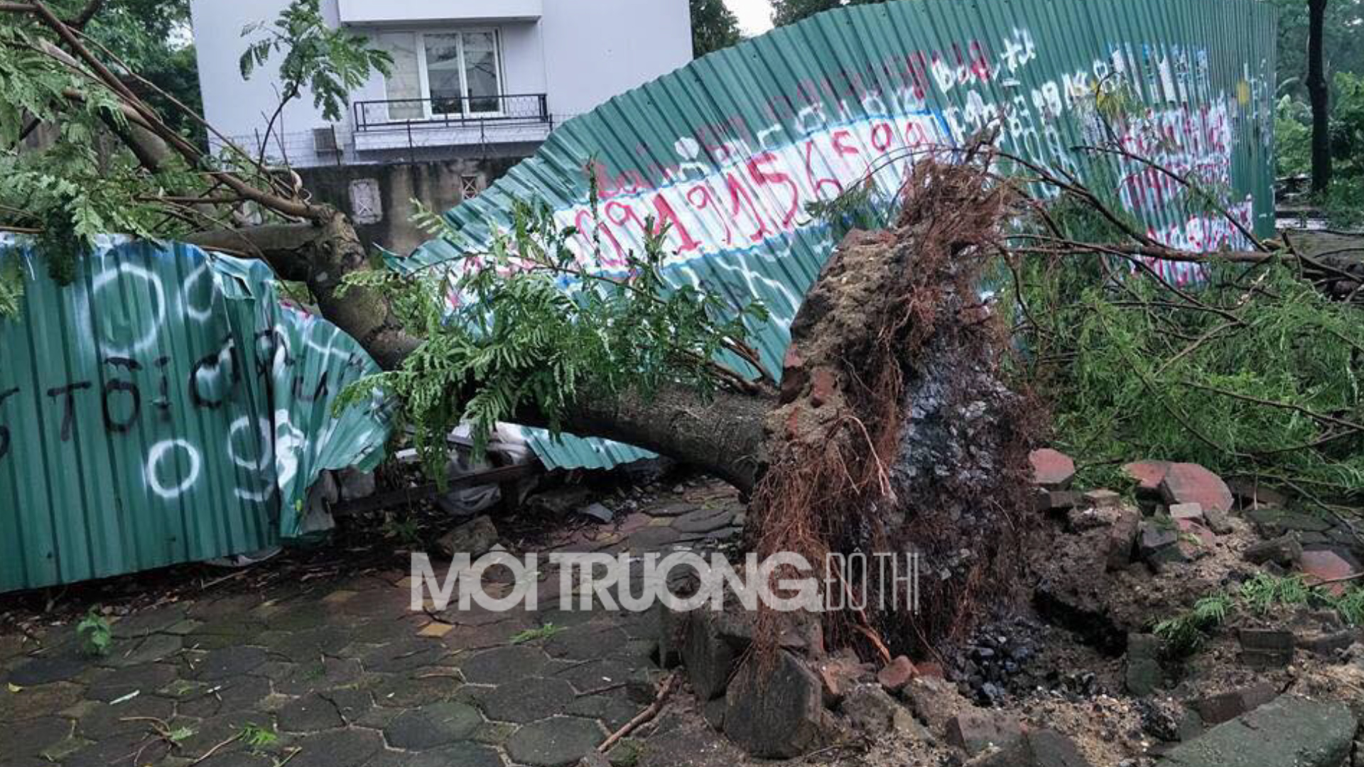 Bán đảo Linh Đàm: Nhiều cây xanh bị gãy đổ bất thường sau mưa