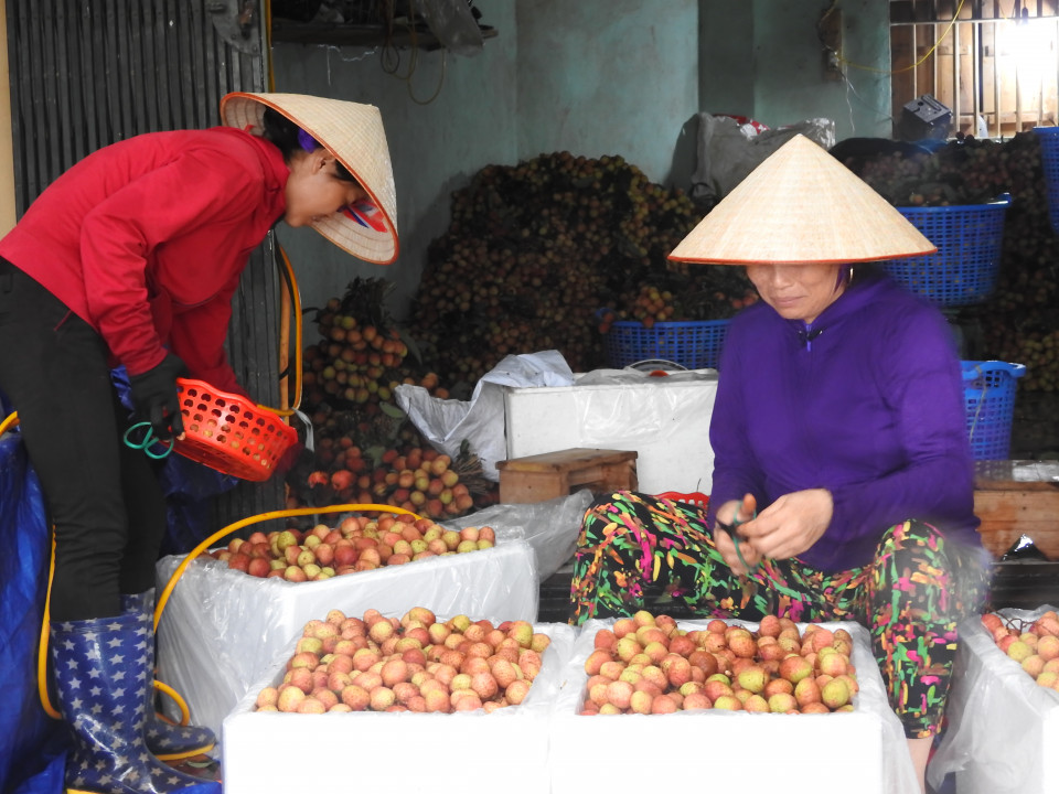 Bắc Giang: “Không có chuyện vải thiều rớt giá thê thảm”