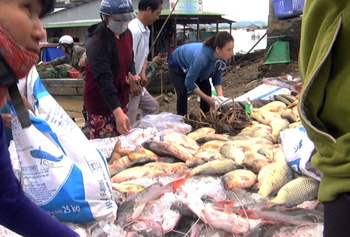 Hàng ngàn tấn cá chết trên sông La Ngà là do thiên tai