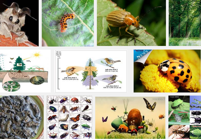 Nhiều loài côn trùng có ích bảo vệ môi trường