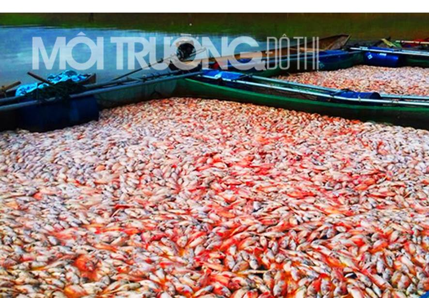Kon Tum: Dịch bệnh thủy sản lan nhanh trên diện rộng