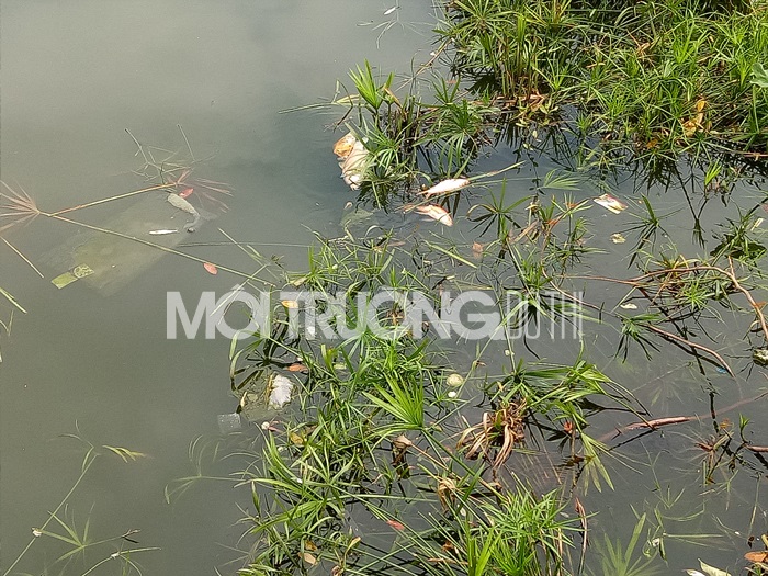 Cá chết 'trắng' trên hồ ở công viên Nghĩa Đô: Liên ngành vào cuộc