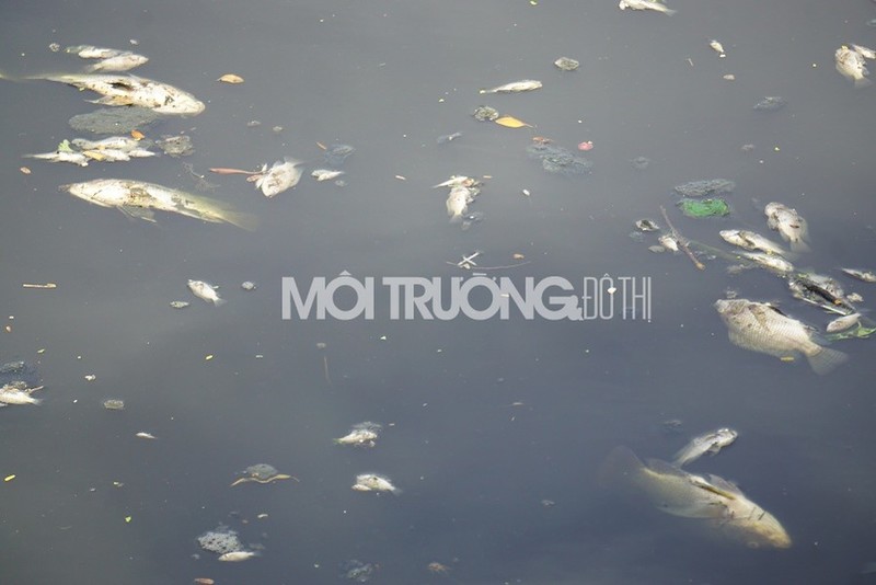 Đà Nẵng: Đã tìm ra nguyên nhân cá chết trắng sông Phú Lộc