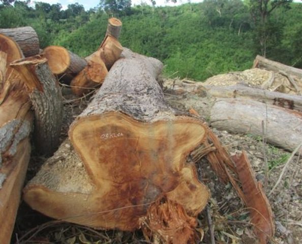 Đắk Lắk: Ngang nhiên dùng cưa lốc, máy ủi để phá trắng rừng