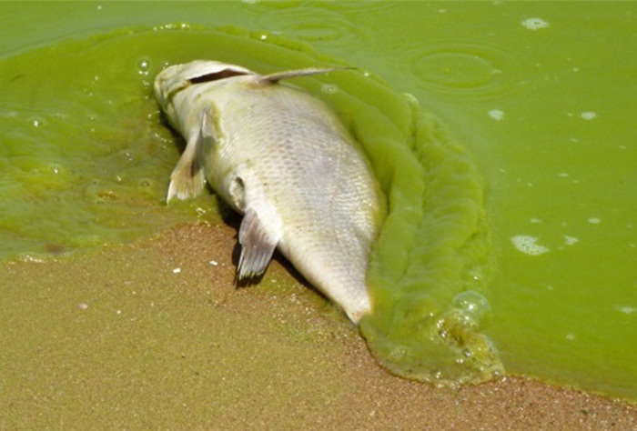 Cà Mau: Người dân bức xúc việc cá trên sông ở huyện Đầm Dơi lại chết