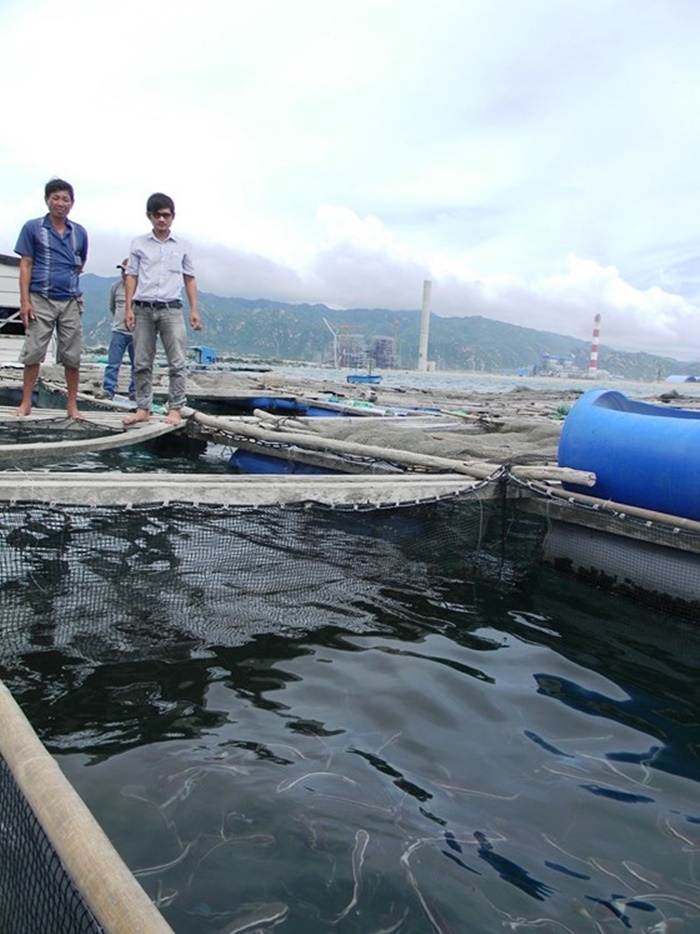 Tin môi trường 25/6: Cá lồng chết bất thường gần Nhiệt điện Vĩnh Tân