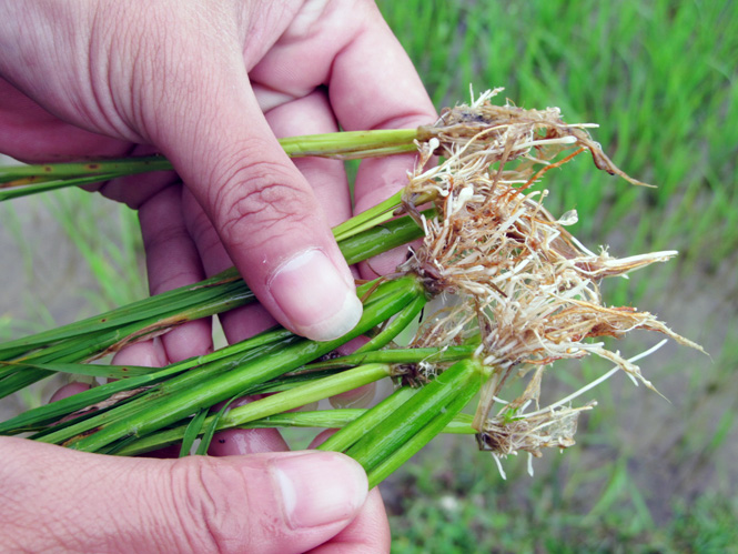 Cục bảo vệ thực vật cảnh báo sâu bệnh trên lúa và các loại cây khác