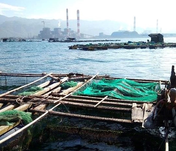 Công bố nguyên nhân cá chết hàng loạt ở biển Vĩnh Tân
