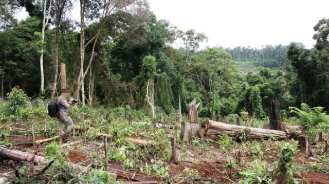 Đắk Nông: Khởi tố nguyên GĐ CT lâm nghiệp để mất hơn 500 ha rừng