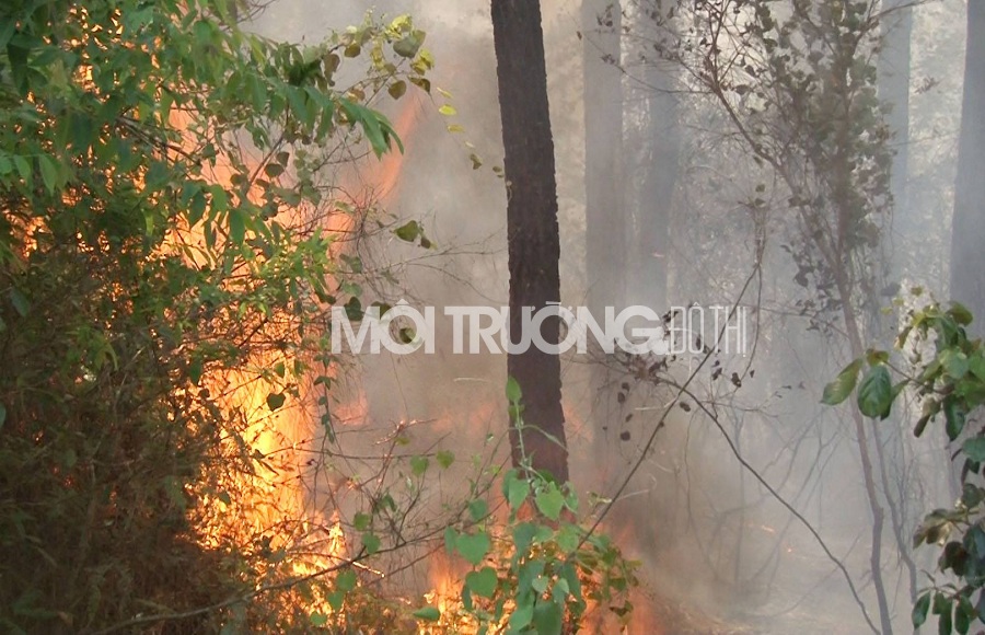 Huế: Cháy lớn, hơn 1 ha rừng thông đặc dụng bị thiêu rụi