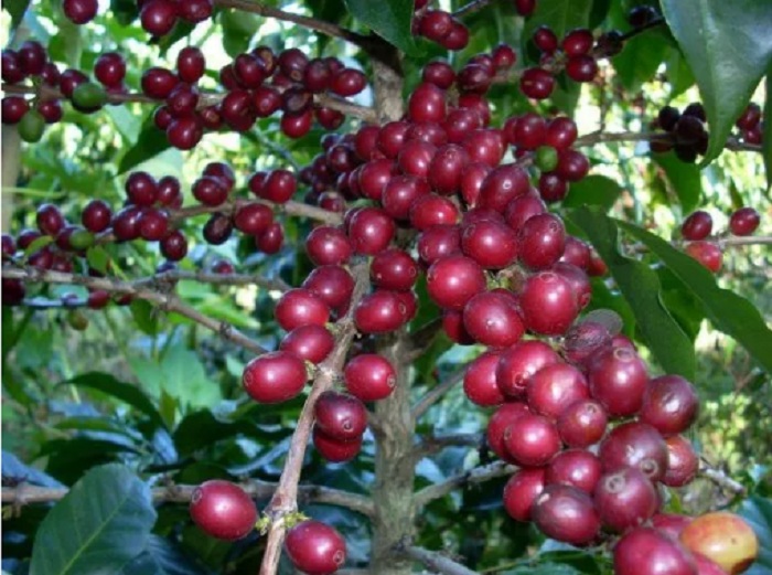 Giá cà phê hôm nay (6/7) 'thủng đáy' do Brazil tăng xuất khẩu