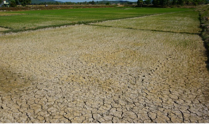 Thanh Hóa: Nắng nóng kéo dài, hàng ngàn ha lúa “khát nước”